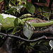 20170615 1939CPw [D~MS] Stirnlappenbasilisk, Zoo Münster