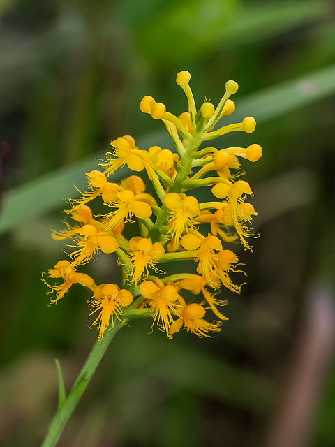 Platanthera cristata (Crested Fringed orchid)