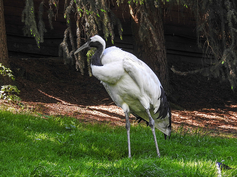 20170527 1710CPw [D~LIP] Mandschurenkranich, Vogelpark Detmold-Heiligenkirchen