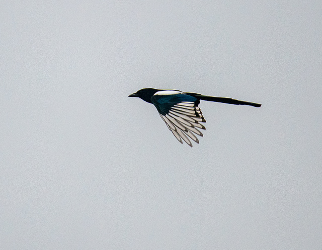 Magpie in flight