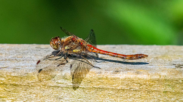 Common darter