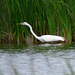 Great White Heron