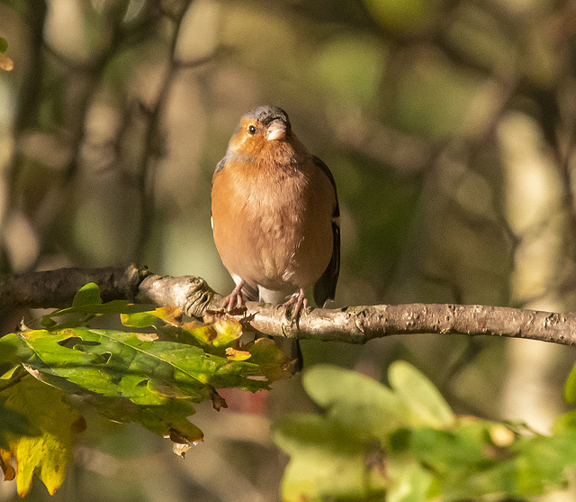 Chaffinch