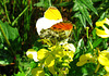 Anthocharis cardamines