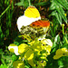 Anthocharis cardamines