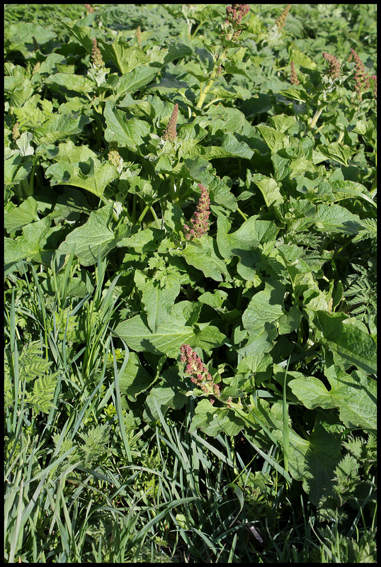 Chenopodium bonus-henricus