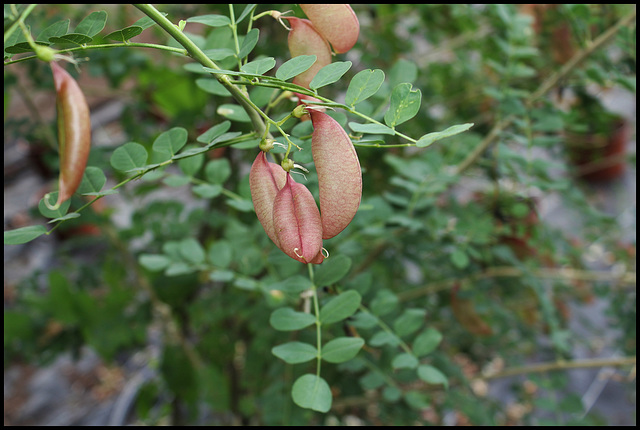 Colutea arborescens- Baguenaudier
