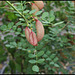 Colutea arborescens- Baguenaudier