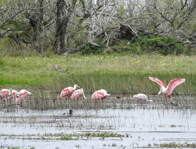 Day 2, Roseate Spoonbills