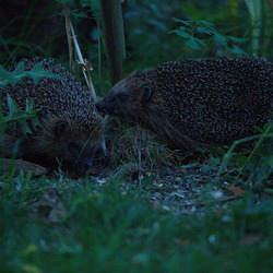 verwegene Annäherung verwegene Annäherung