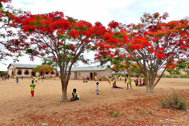 P1240744- Cour d'école flamboyante - Route vers Fianarantsoa 15 novembre 2019