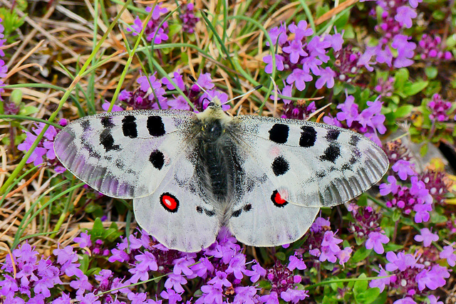 P1300768- L'Apollon (Parnassius apollo) - Rando les Plans d'Hotonnes.  31 mai 2020