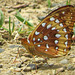 Great spangled Fritillary