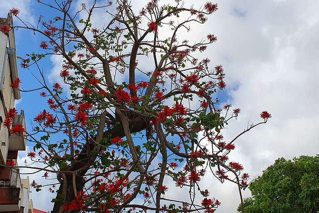 Erythrina coralloides