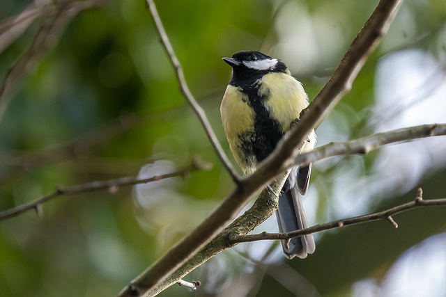 Great tit