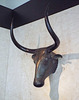 Bulls from Costitx in the Archaeological Museum of Madrid, October 2022