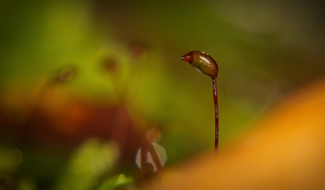 Die kleine Welt im Moos :))  The small world in the moss :))  Le petit monde dans la mousse :))