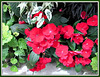 Impatiens