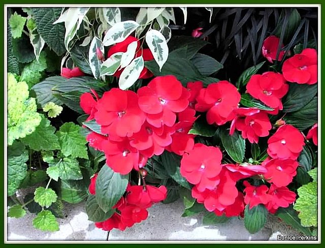 Impatiens