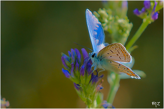Azuré commun ou Azuré de la Bugrane (Polyommatus icarus)
