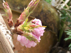 The 'fluffy' cherry blossom