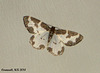 1887 Lomaspilis marginata (Clouded Border)