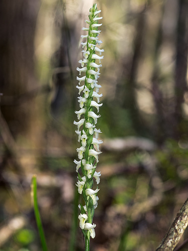 Spiranthes odorata (Fragrant Ladies'-tresses orchid)
