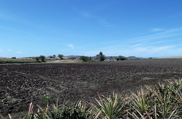 Agriculture à saveur cubaine