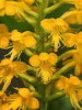 Platanthera cristata (Crested Fringed orchid)