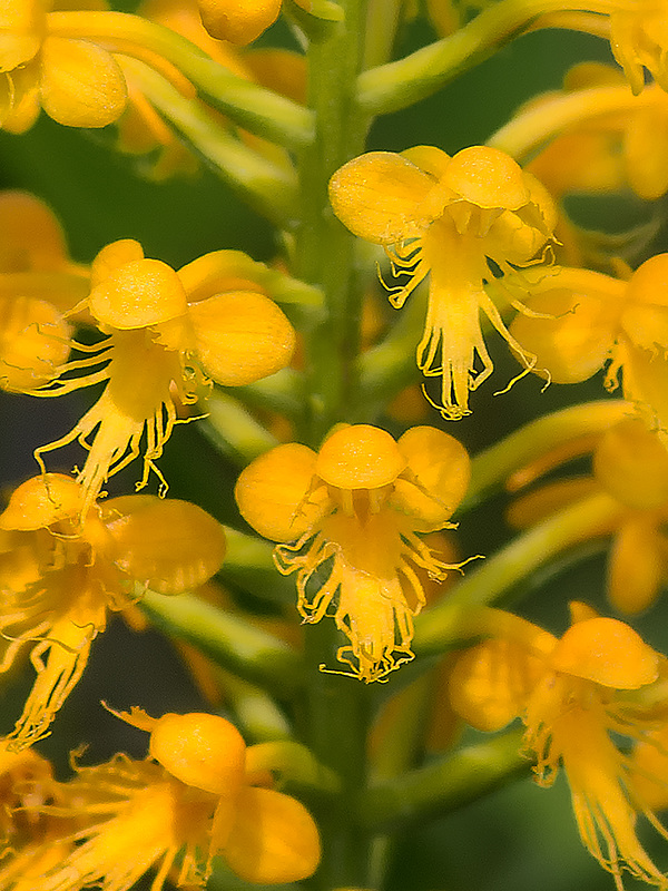 Platanthera cristata (Crested Fringed orchid)