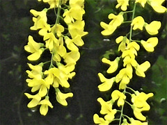 Each "plume" is covered with so many individual flowers