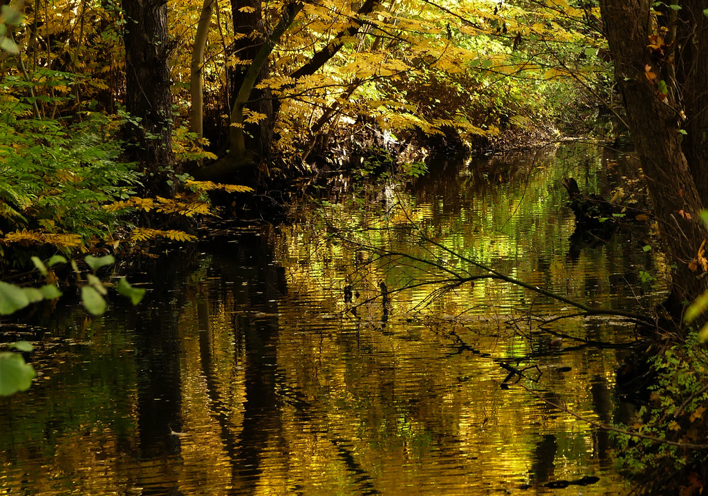 Amazonasfeeling an der Wandse (PiP)