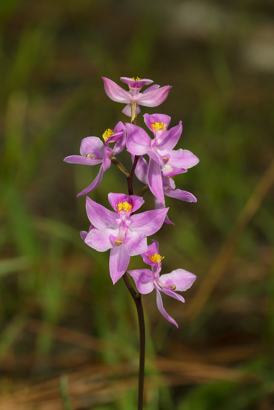 Calopogon multiflorus (Many-flowered Grass-pink orchid)