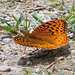 Great spangled Fritillary