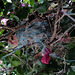 Blue rope on goldfinch nest
