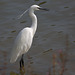 Aigrette garzette (Sorques)