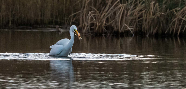 Great white egret with a catch