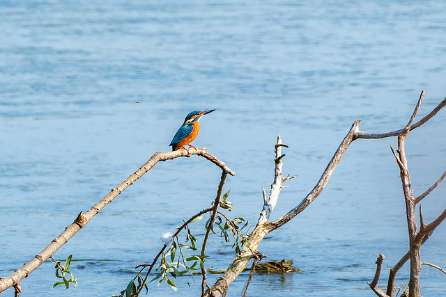 Eisvogel(französisch)