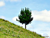 #29 Solitary Tree.