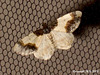 1888 Ligdia adustata (Scorched Carpet)