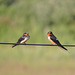 Barn Swallows