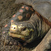 20170615 1943CPw [D~MS] Pracht-Erdschildkröte (Rhinoclemmys pulcherrima), Zoo Münster