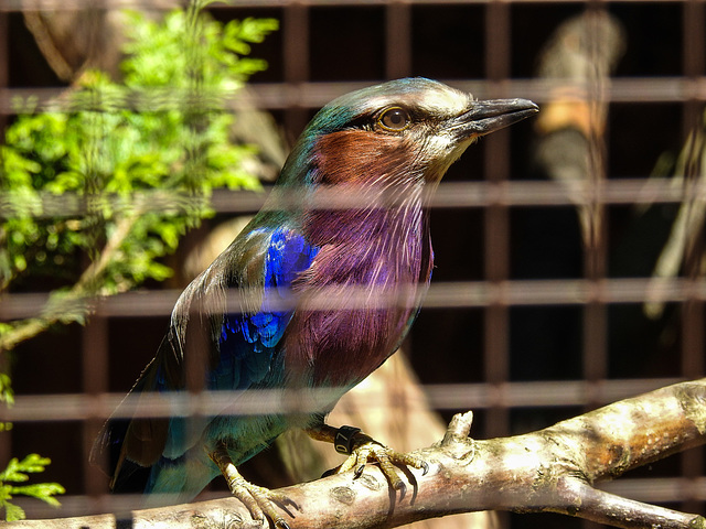 20170527 1713CPw [D~LIP] Gabelschwanzracke (Coracias garrulus), V ogelpark Detmold-Heiligenkirchen