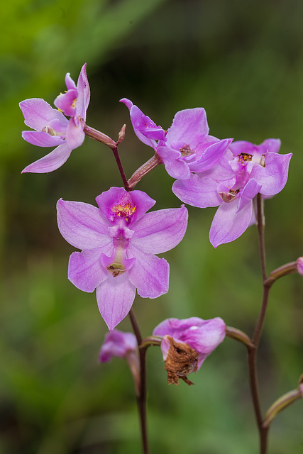 Calopogon multiflorus (Many-flowered Grass-pink orchid)