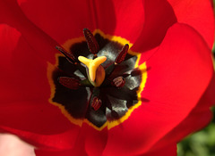 Red Tulip 3