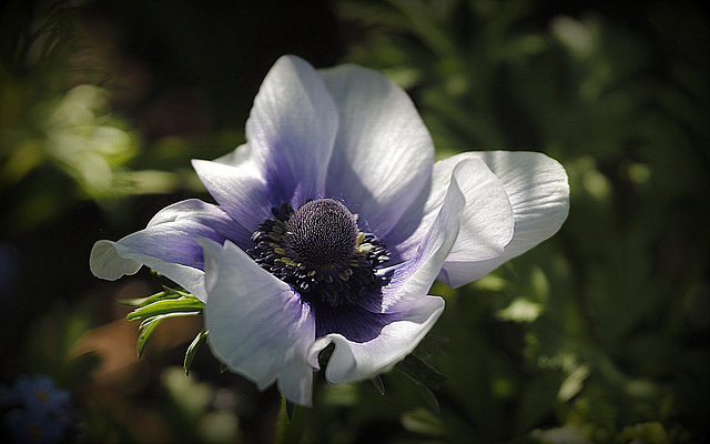 Anémone au jardin