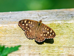 Speckled wood butterfly