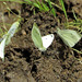 Cabbage whites 'mudding'