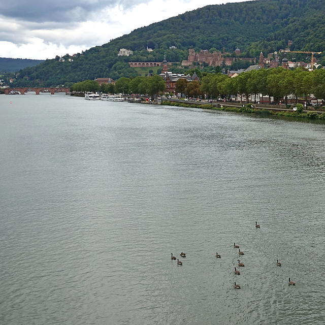 Kanadier auf dem Neckar