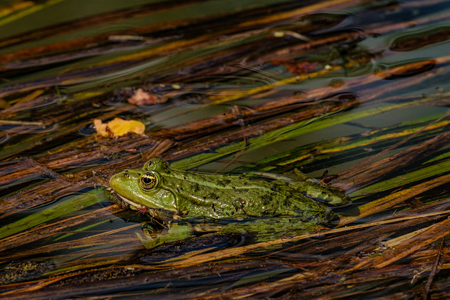 Frosch